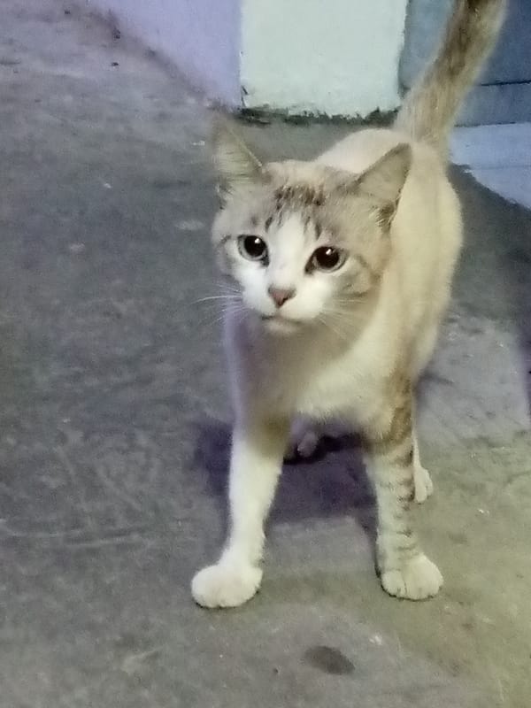 Venezuelan flags observed under mixed cloud conditions in Las Guevaras