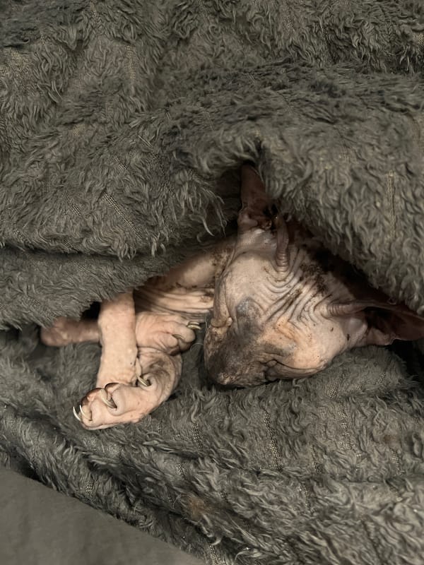 Sphynx cat spotted resting under blanket in Khimki