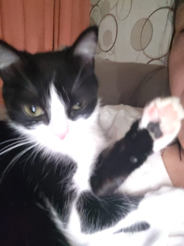 Black and white cat photographed resting, sleeping over 2.5 hours