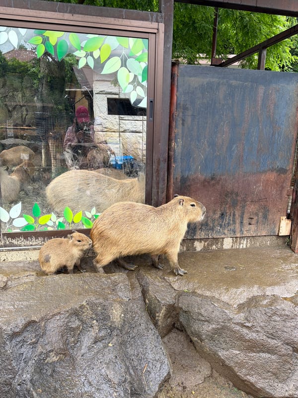 Late-night zoo visit captures capybaras and wildlife in Ito
