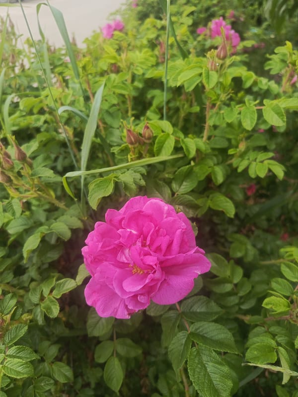 Flowers, weeds, and fresh produce in Meget, Russia