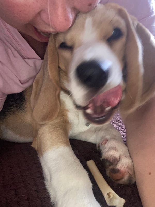 Couch day with a beagle puppy in Perm