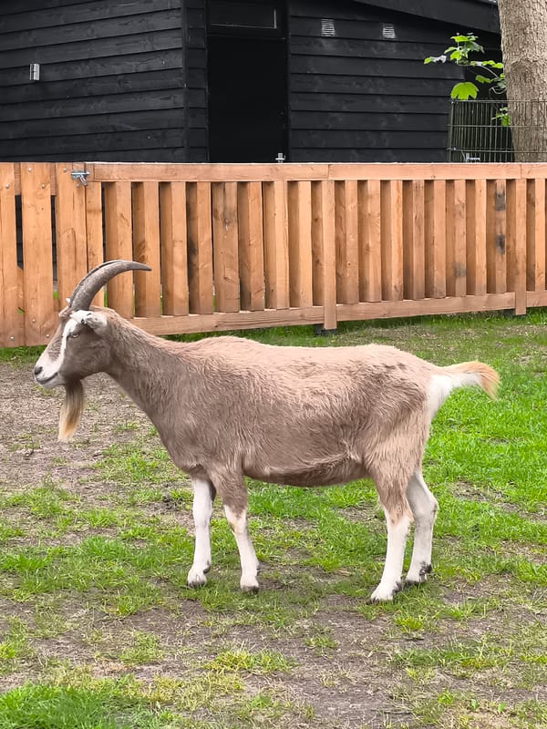 Brown goat spotted grazing in wooded area of Alkmaar