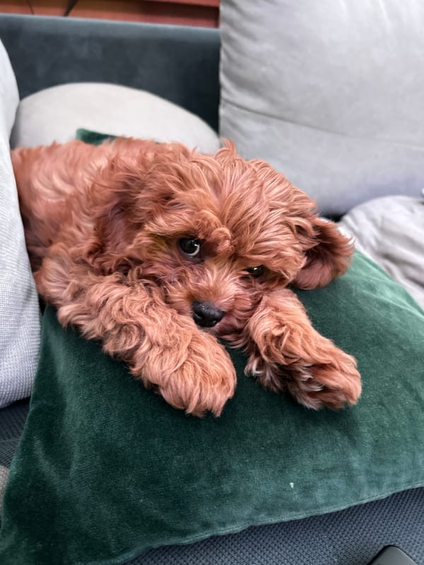Small curly dog rests on green pillow in Bulgaria