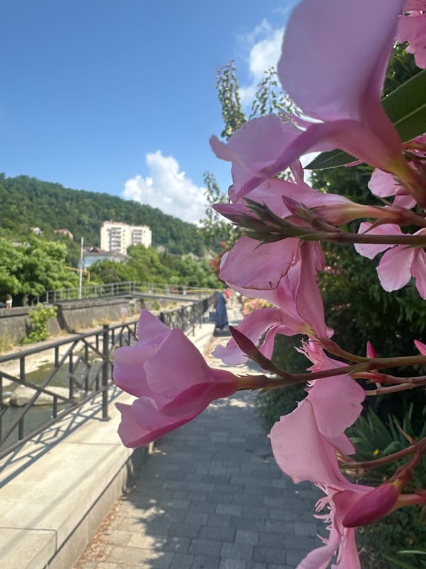 Morning drive through Sochi with oleander in bloom