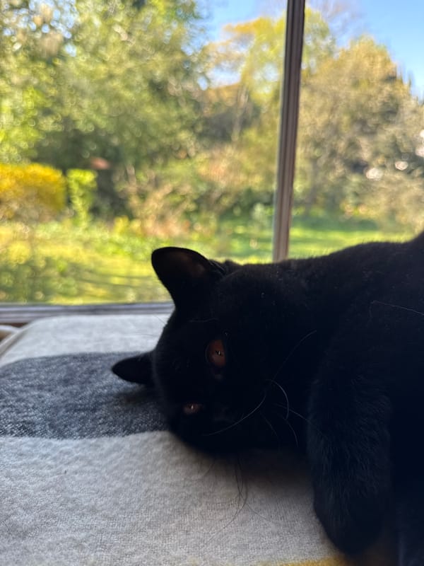 Black cat with amber eyes lounges upside down in London