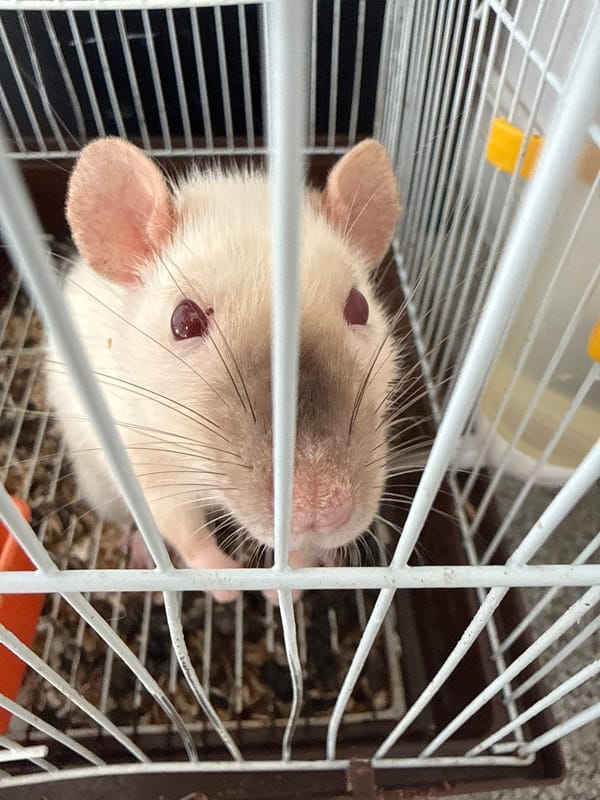 Odds and ends: a caged rat, makeup, and a mystery object