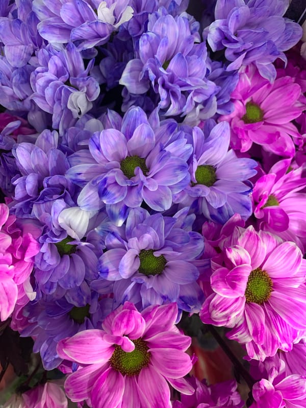 Close-up florals: pink chrysanthemums and purple lisianthus in Sumy