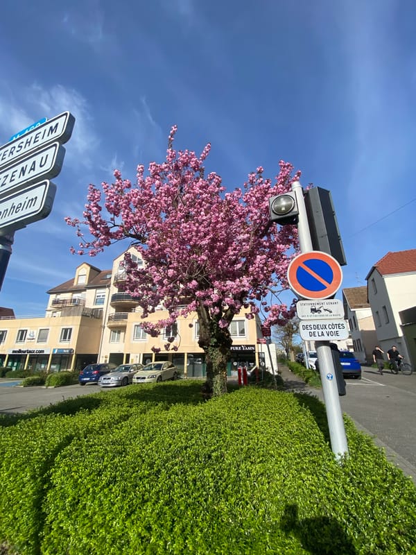 Spring blossoms and canal views documented in Hœnheim, France