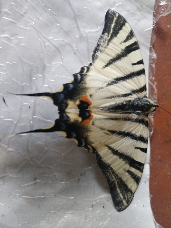 Black and white butterfly, wings spread, photographed from two angles