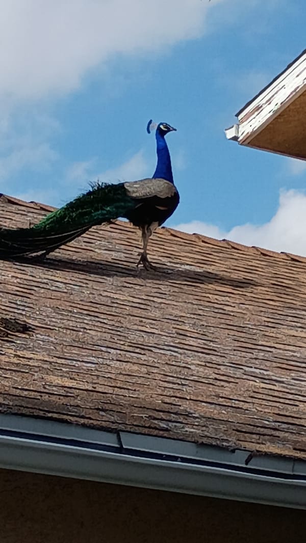Peacock spotted on Los Angeles rooftop