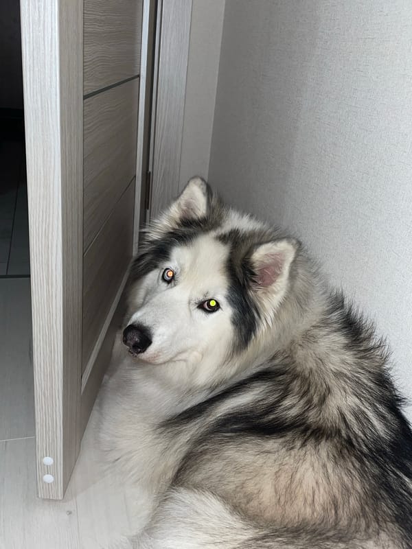 Husky dog spotted resting on wooden desk in Pervomaysky