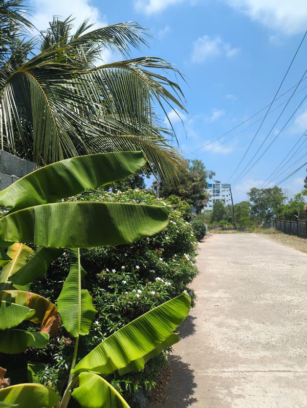 Morning walk captures tropical island life in Phú Quốc