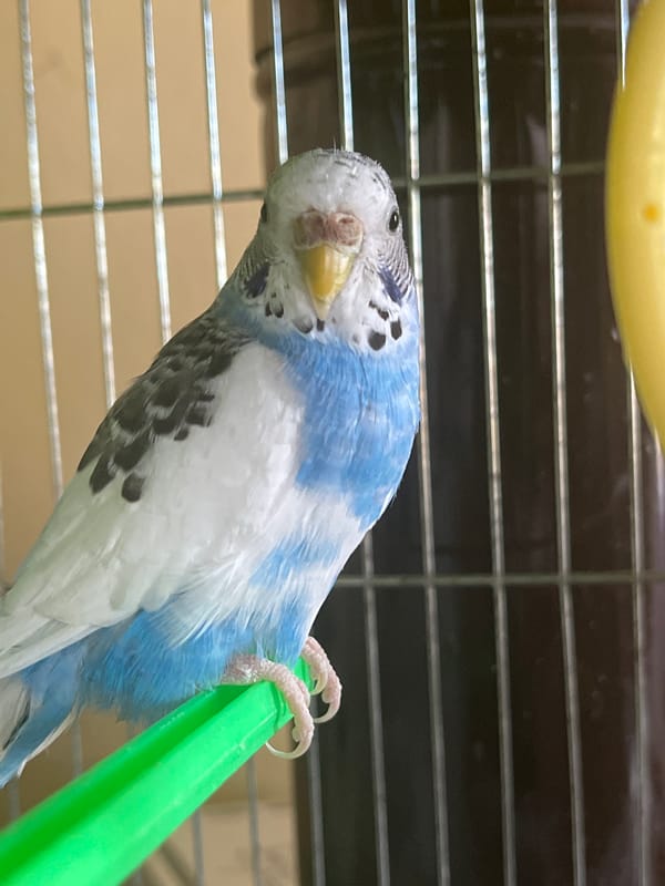 Budgerigars observed in cage in Shumen, Bulgaria