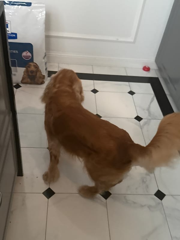 Cocker spaniel relaxing around a modern tiled home interior