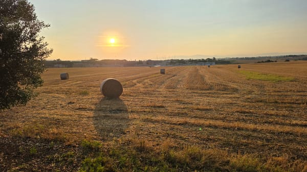 Golden hour over a harvested wheat field outside Rome