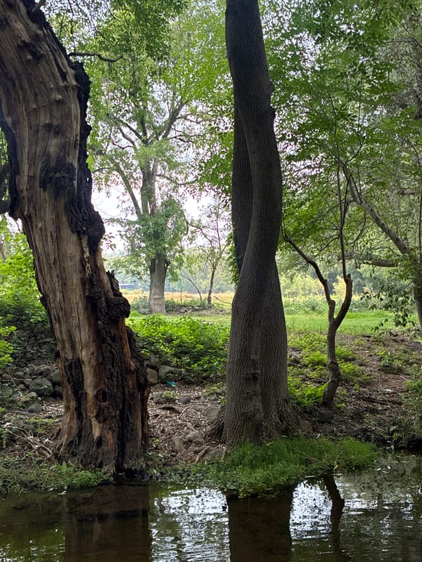 Trees documented along waterway in Santiago Tlautla, Mexico
