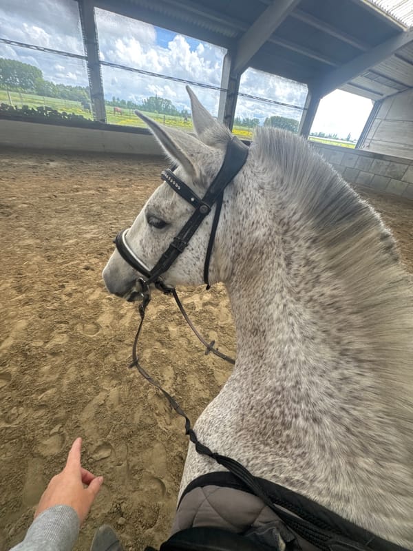 Saddled dapple-grey horse spotted in Belgian riding arena