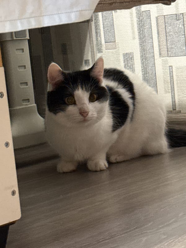 Close-up moments with two cats chilling indoors