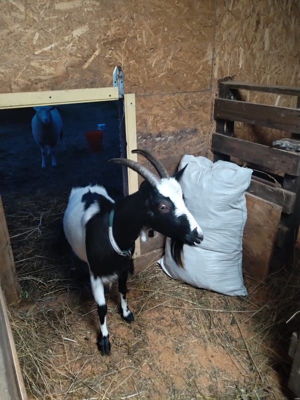 Up close with goats and sheep in a barnyard setting