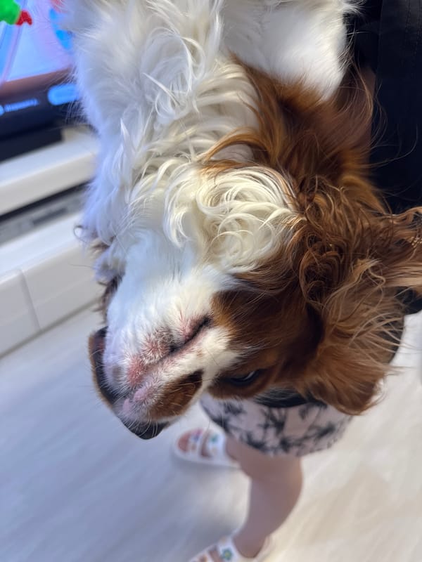Cavalier King Charles Spaniel's cozy evening at home in Dobrich