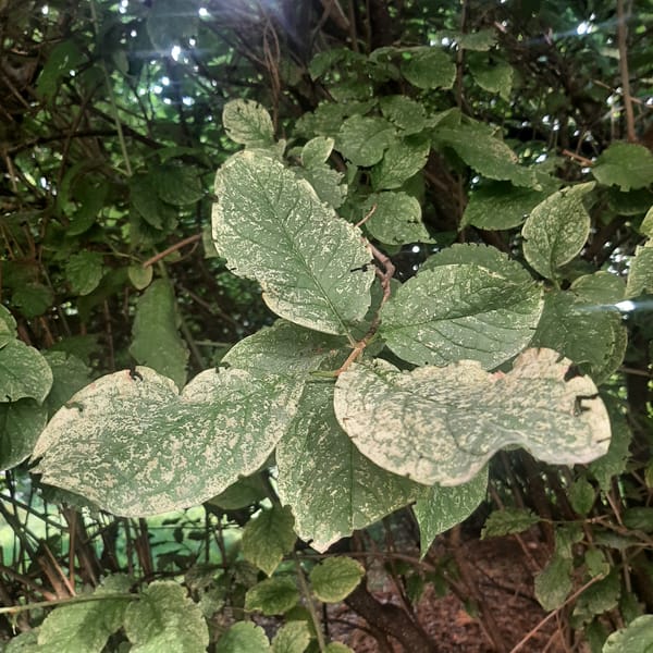 Summer flowers and foliage spotted around Minsk