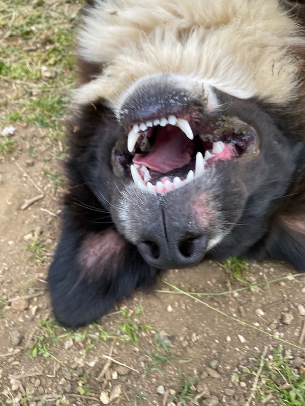 Person spends afternoon with dogs in Bulgarian countryside