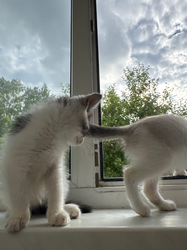 Kittens napping and window-watching through a lazy afternoon
