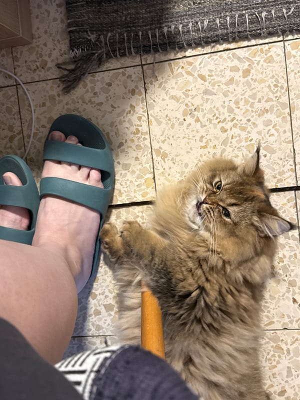 Domestic cat photographed indoors in Petah Tikva home