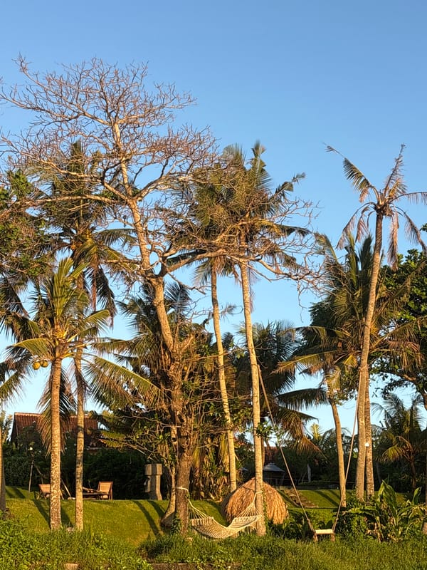 Tropical scenes documented in Mengwi, Indonesia during morning hours