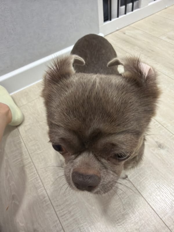 Family playtime with toddler, dog documented in Votkinsk home