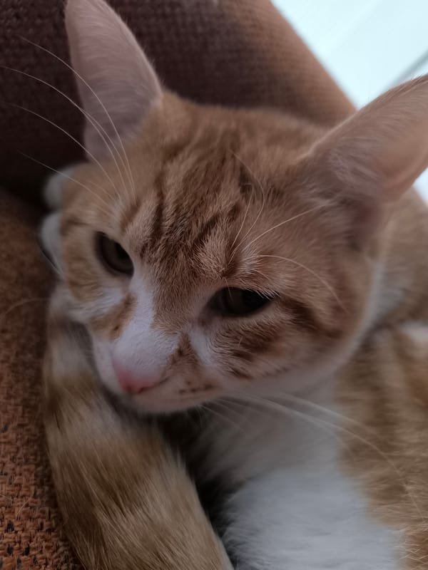 Orange tabby cat photographed in multiple indoor locations in Varna