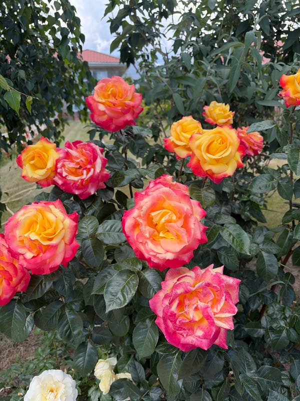 Rose garden stroll and lakefront walk on a summer morning