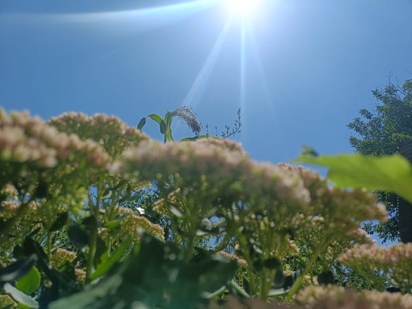 Sunny morning macro exploration of flowers and foliage