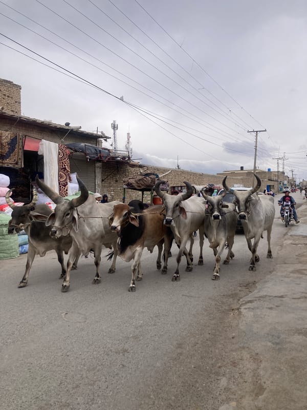 Tethered cattle observed on street in Quetta, Pakistan