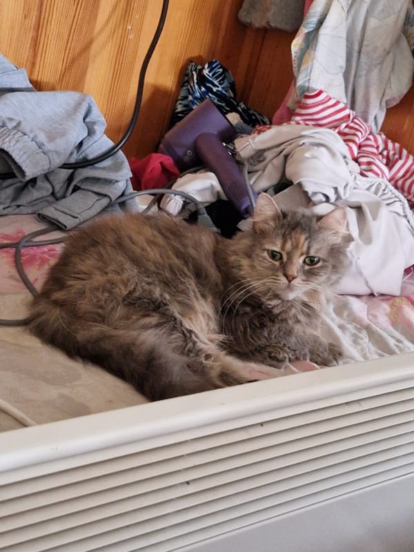 Cat rests among clothes in Bulgarian home interior