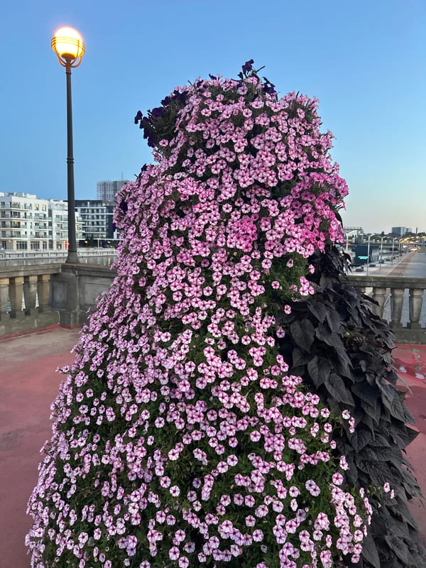 Szczecin waterfront at dusk: flowers, sculptures, and river light