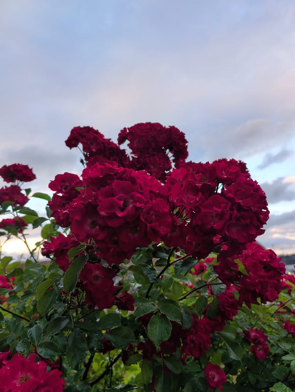 Dark pink roses in full bloom, Nynäshamn, Sweden