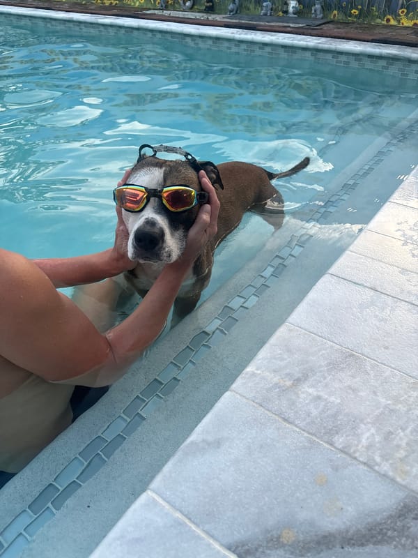 Boxer dog in swim goggles enjoys pool time in Hollywood