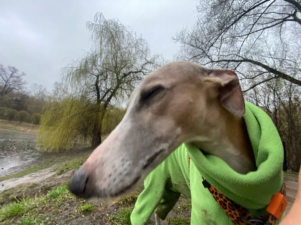 Early morning scenes captured in quiet Moscow park