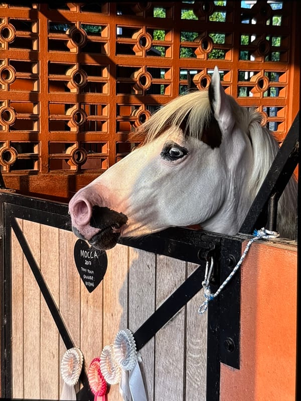 Morning snapshots captured in Choeng Thale stable and home