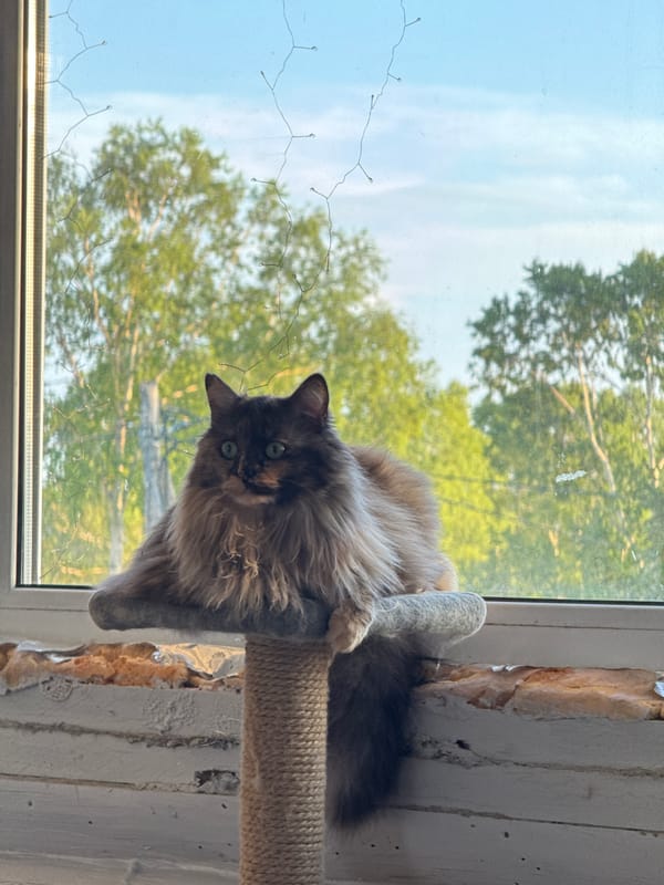 Tortoiseshell cat surveys the view from a window perch