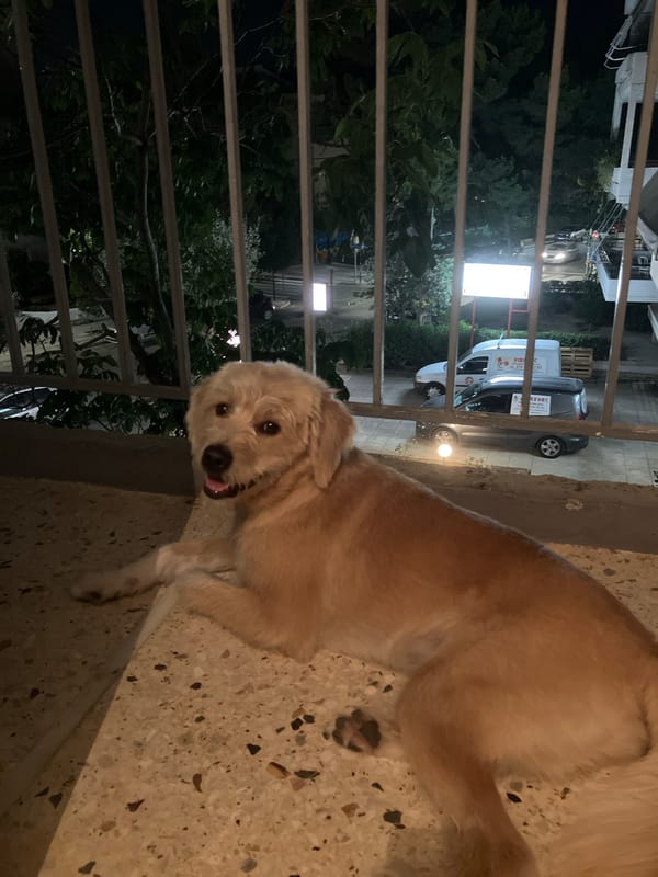Light-colored dog relaxing on a speckled surface at night