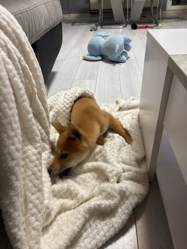 Shiba Inu puppy rests on couch in Bulgarian home