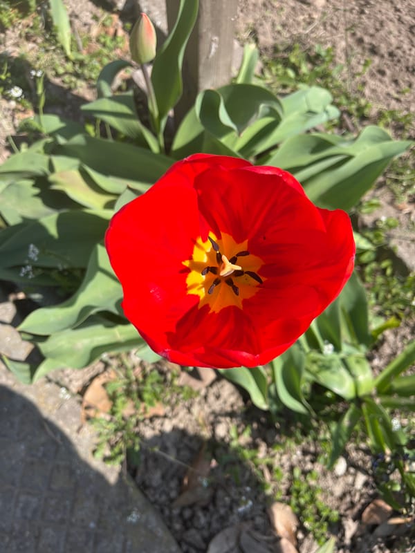 Red tulip in full bloom documented in Panicheri, Bulgaria