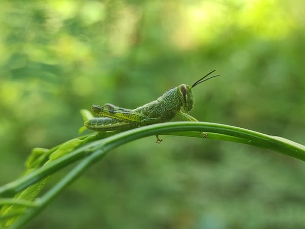Early morning scenes captured in Lhokseumawe: nature and streets