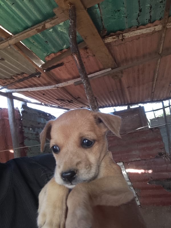 Puppy held by person photographed in Altagracia, Venezuela