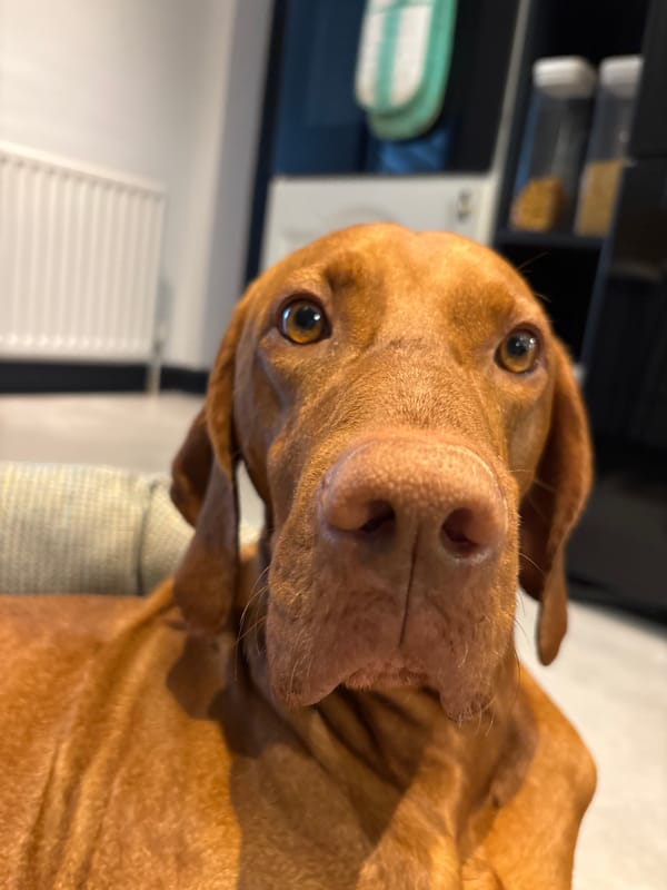 Vizsla dog photographed in close-up portraits in Welwyn Hatfield