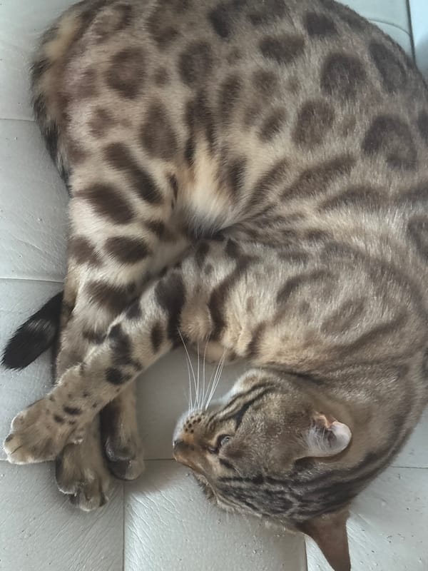 Bengal cats at home on a rainy morning in Noviy, Russia