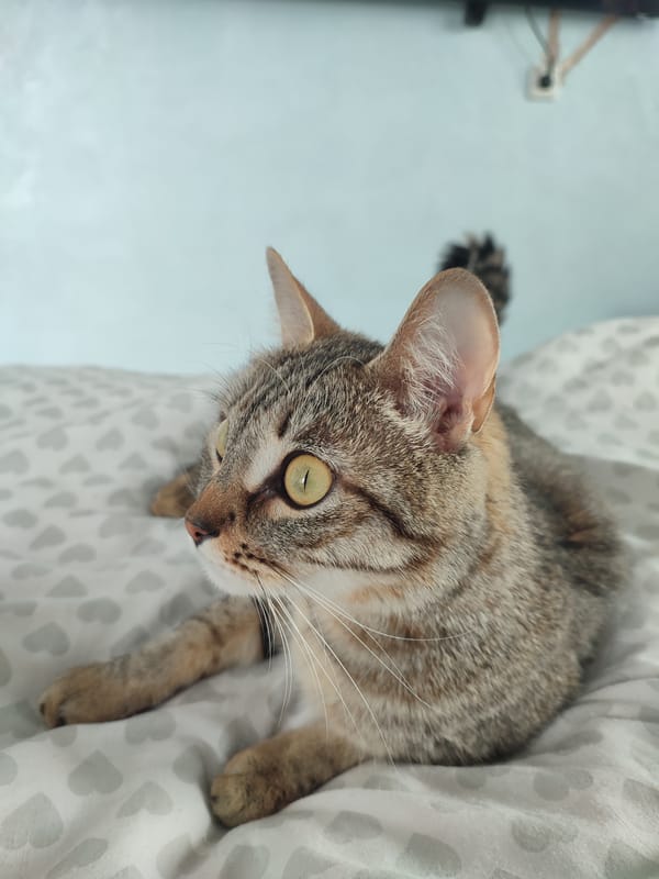 Tabby cat with green eyes rests on heart-patterned bedding